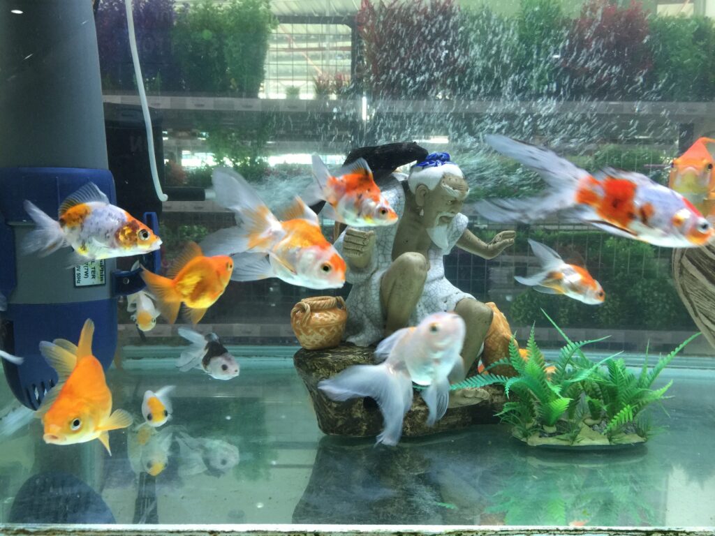Goldfish in the aquarium